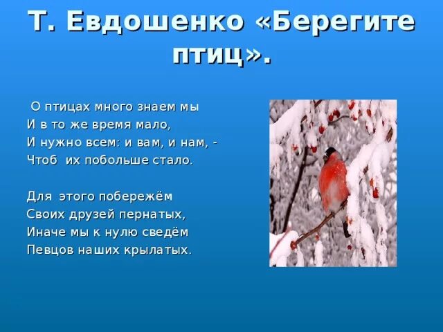 Люди не птицы 1 час. Т Евдошенко берегите птиц. Евдошенко берегите птиц стих. Т Евдошенко берегите птиц стихотворение. Берегите птиц стихи для детей.