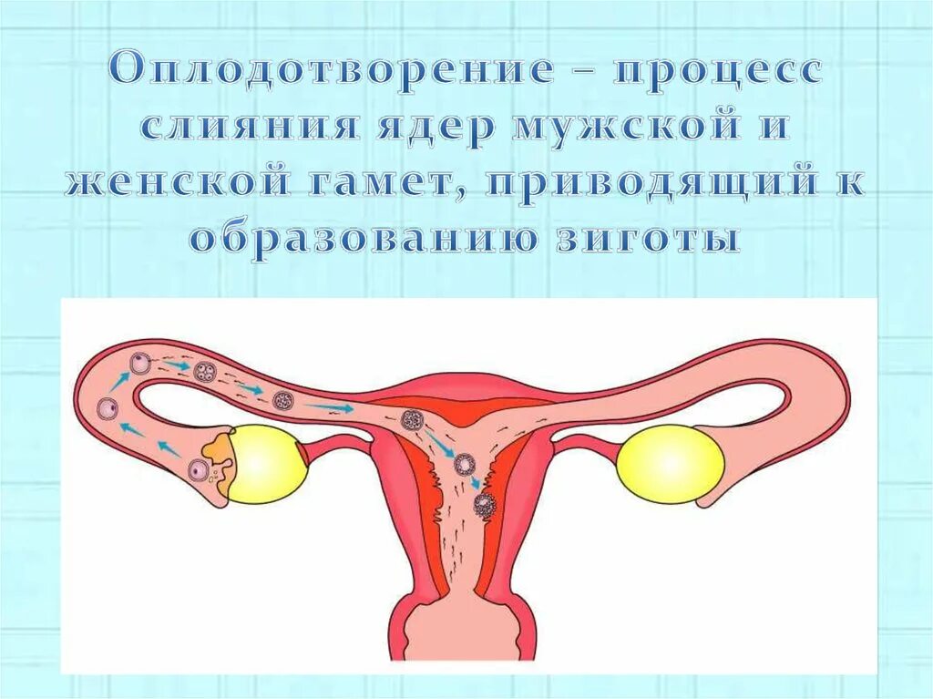 Размножение человека схема