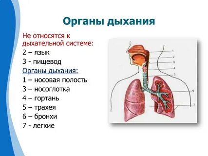 Органы входящие в состав дыхательной системы человека
