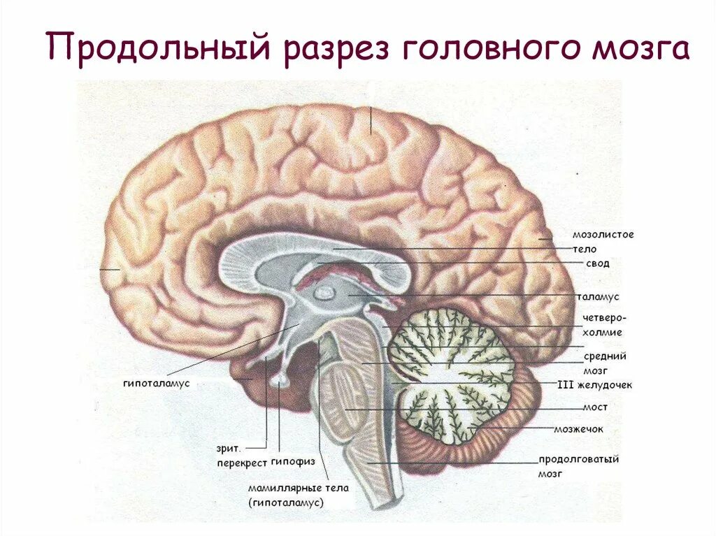 Большое полушарие мозолистое тело мост гипоталамус. Сагиттальный разрез головного мозга анатомия. Схема строения головного мозга продольный срез. Строение промежуточного мозга в разрезе. Промежуточный мозг Сагиттальный срез.