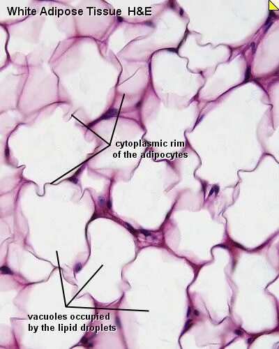 Жировая ткань микроскоп. Жировая ткань под микроскопом. Жиовая ткань под микро. Жировая ткань строение с микроскопа.