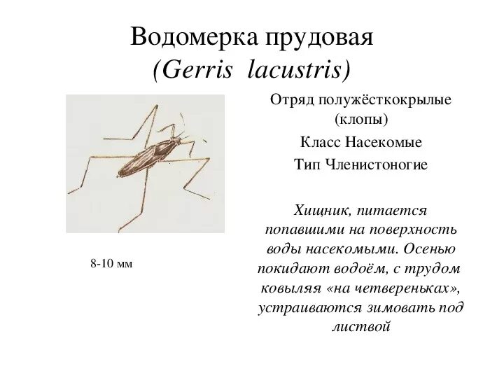 Какой тип питания характерен для клопа. Клоп Водомерка строение. Водомерка Прудовая описание. Водомерка Прудовая систематика. Водомерка Тип конечностей.