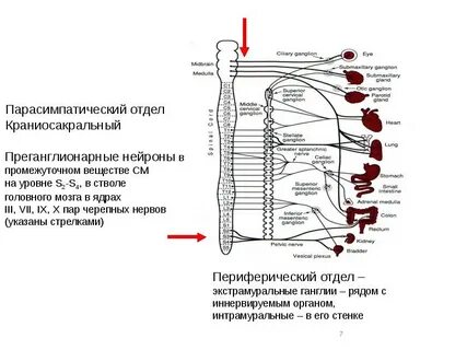 Где расположены нервные узлы парасимпатической нервной