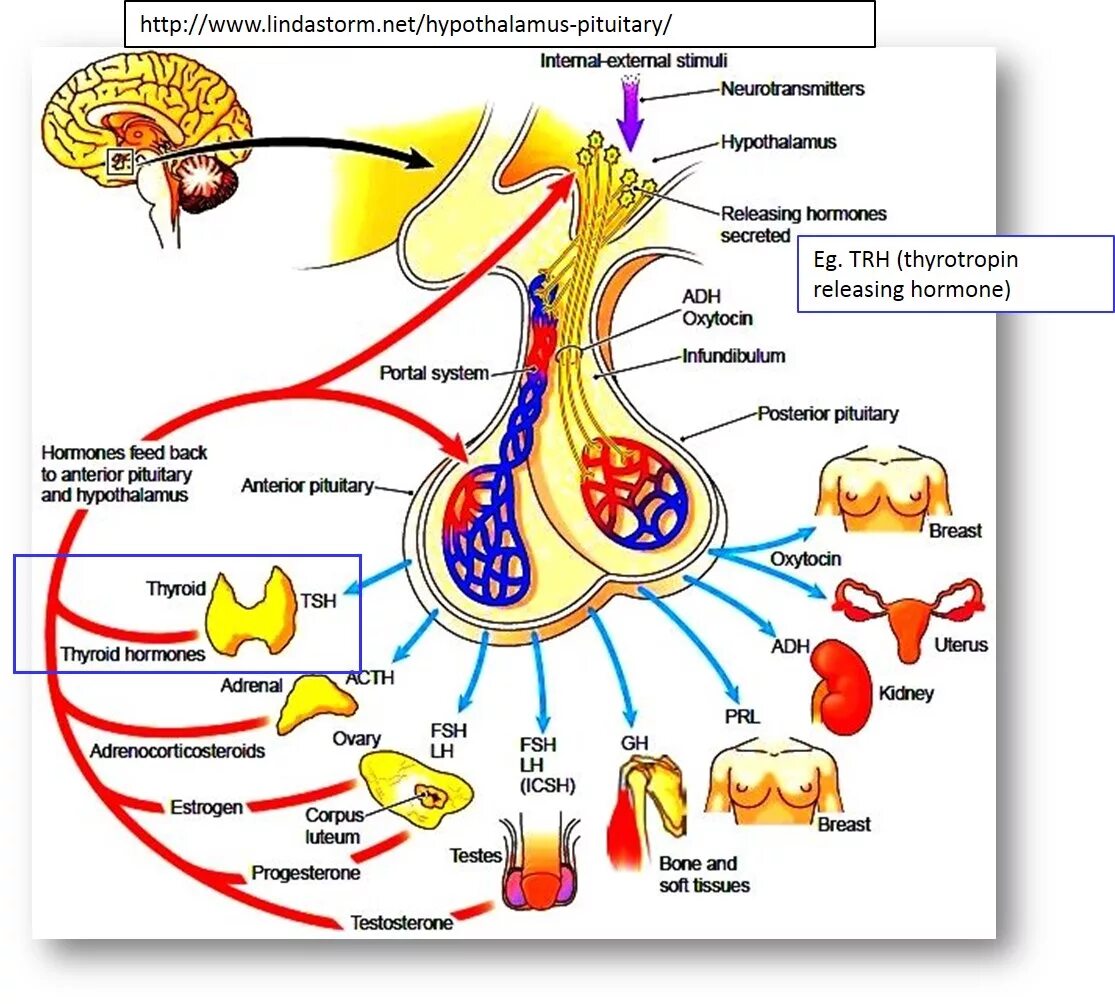 Гормоны гипоталамуса и гипофиза. Гормоны гипофиза схема. Гипоталамо-гипофизарная система схема. Гипоталамус гормон роста схема. Гипофиз эндокринной