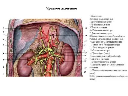 Почечный нерв
