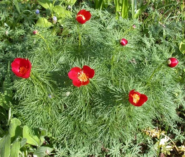 белая тля на укропе. красный укроп. красный укроп. садовые цветы похожие на укроп. фузариоз укропа.