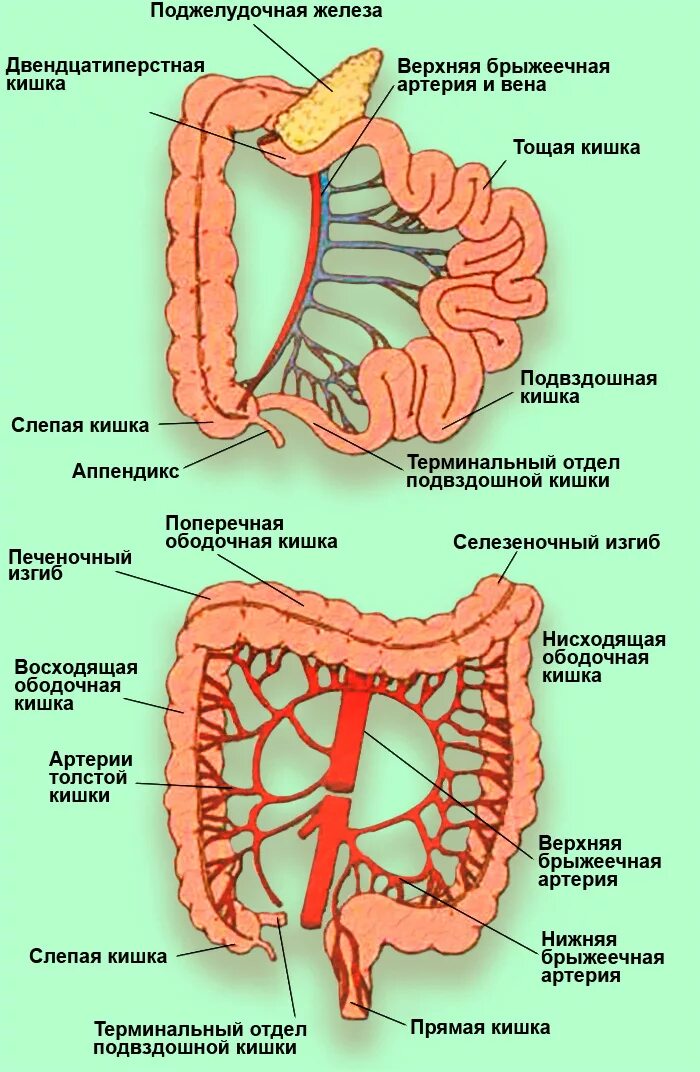 Терминальный отдел подвздошной кишки. Терминальный отдел тонкой кишки схема. Схема кровообращения толстой кишки. Кровоснабжение терминального отдела тонкой кишки. Правая подвздошная кишка