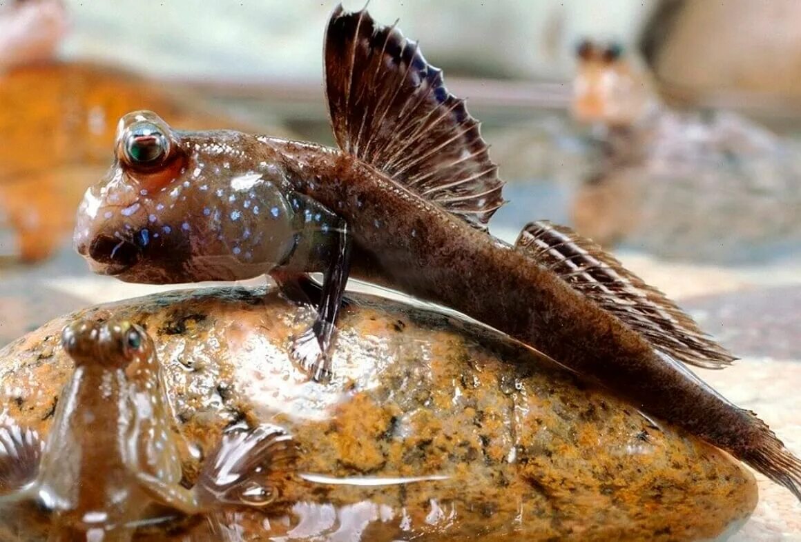 Анабас рыба. Анабас рыба ползун. Илистый прыгун рыба. Анабас аквариумная рыбка.