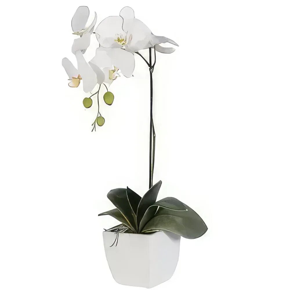 Купить желтую орхидею в горшке. Орхидея фаленопсис белая. Орхидея фаленопсис белая в горшке. Фаленопсис белый в горшке. Орхидея белая комнатная.