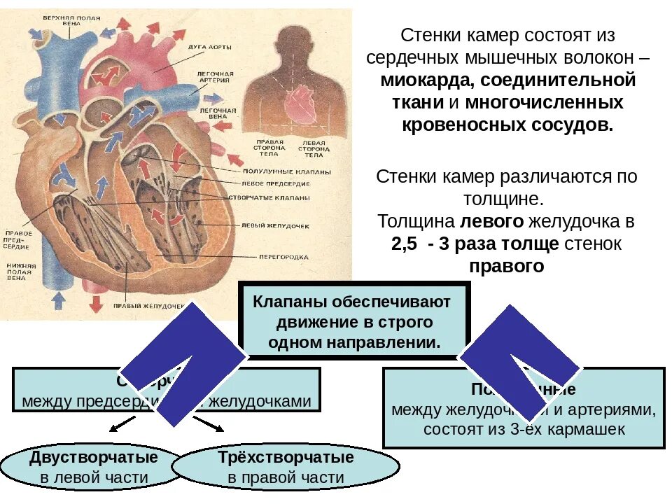 Негативное влияние на сердечно сосудистую систему оказывает. Факторы влияющие на сердечно сосудистую систему. факторы негативно влияющие на сердечно-сосудистую систему. факторы негативно влияющие на сердце. факторы отрицательно влияющие на работу сердца.