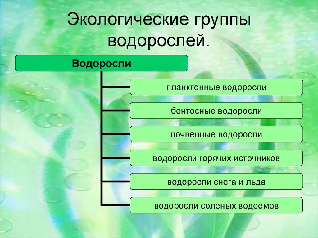 Факторы водоросли. Экологические группы водорослей. Экологические группы водоросмле й. Основные экологические группы водорослей. Экологические группы водорослей таблица.