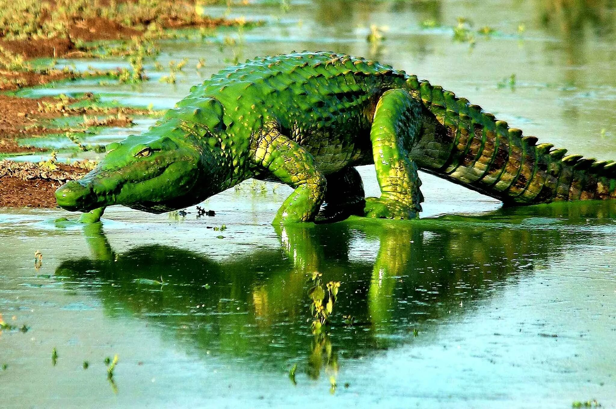 Крокодил про животных. Нильский Аллигатор. Гребнистый крокодил зеленый. Зелёный Нильский крокодил. Пресмыкающиеся Аллигатор.