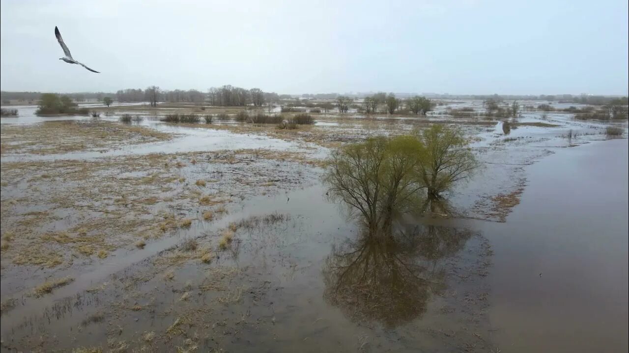 Прогноз паводка на реке тобол 2025