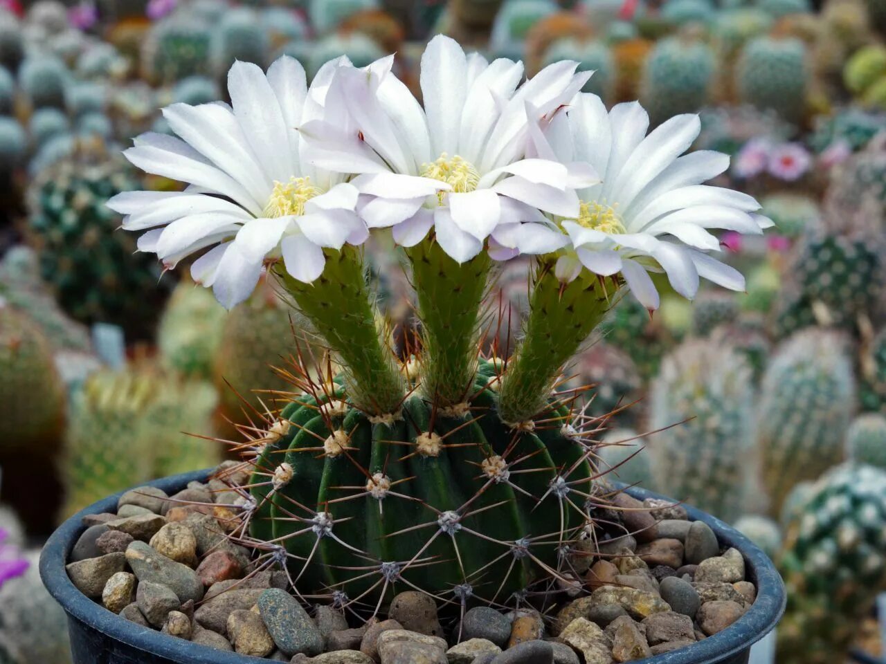 Виды кактусов фото. Acanthocalycium violaceum. Кактус Acanthocalycium. Акантокалициум фиолетовый. Acanthocalycium violaceum p 110a.