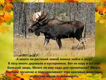 Чем питается лось