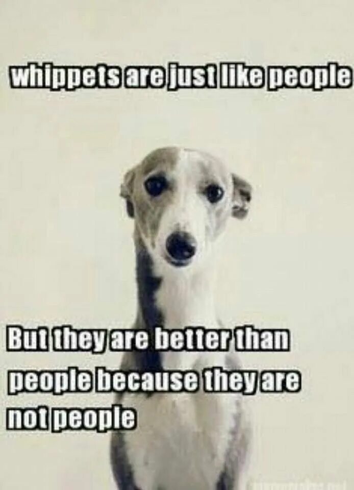 Pet the coo слушать. Dogs are better than people. Dogs are better than people. Just the two of us коты. Чужая собака.