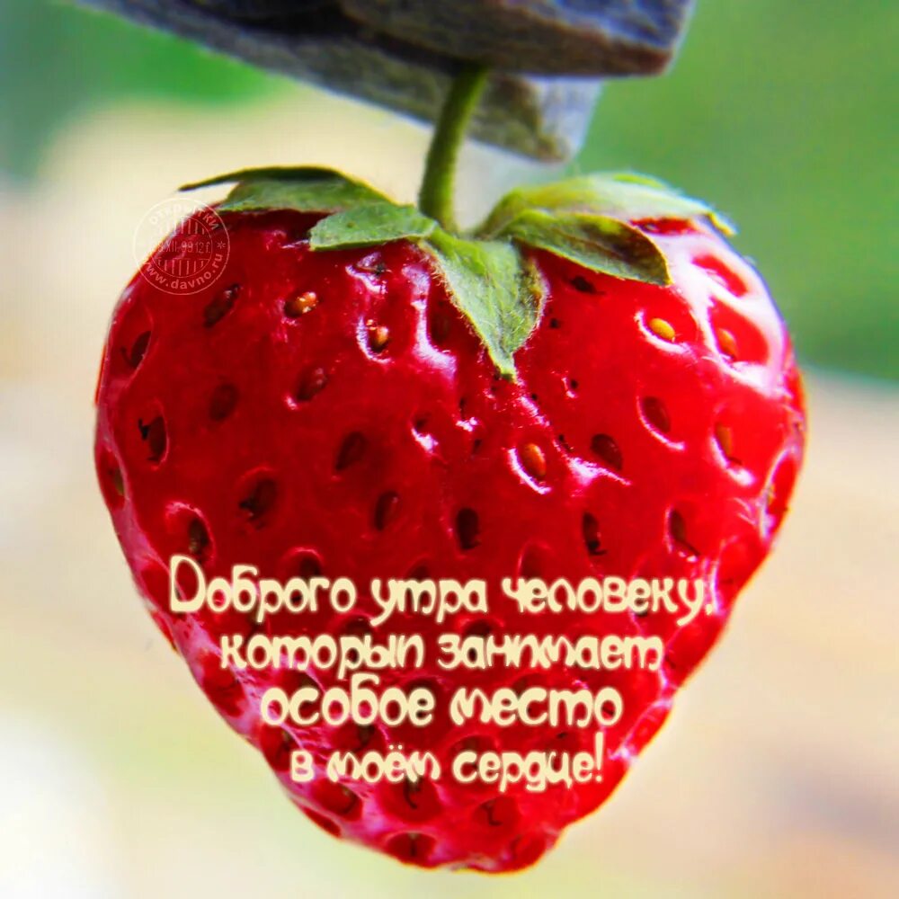 Хорошего дня и настроения мужчине своими словами. Доброе утро любимому. Открытки с добрым утром любимому мужчине. ССС Ч добрым утром любимый. Доброго дня любимому мужчине.