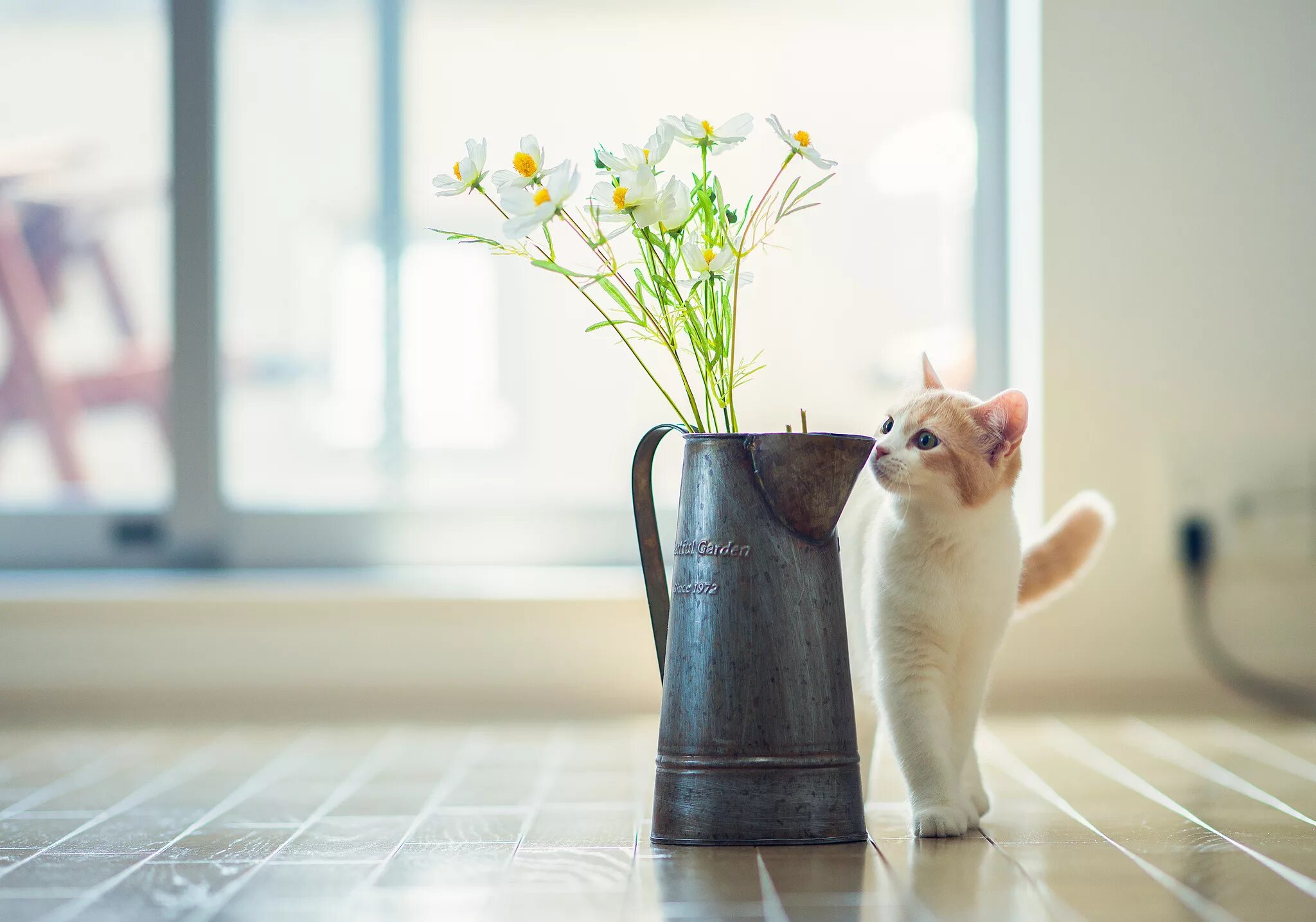 Доброе весеннее утро с котятами. Котики и цветы. Котик с цветами. Уютные коты.