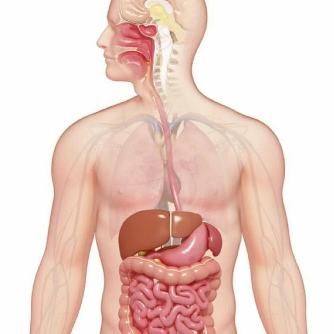 Органы участвующие в пищеварении человека. Пищеварительная система человека. Система ЖКТ человека. Пищеварительная система ЖКТ человека. Желудочно кишечный тракт это пищеварительная система.