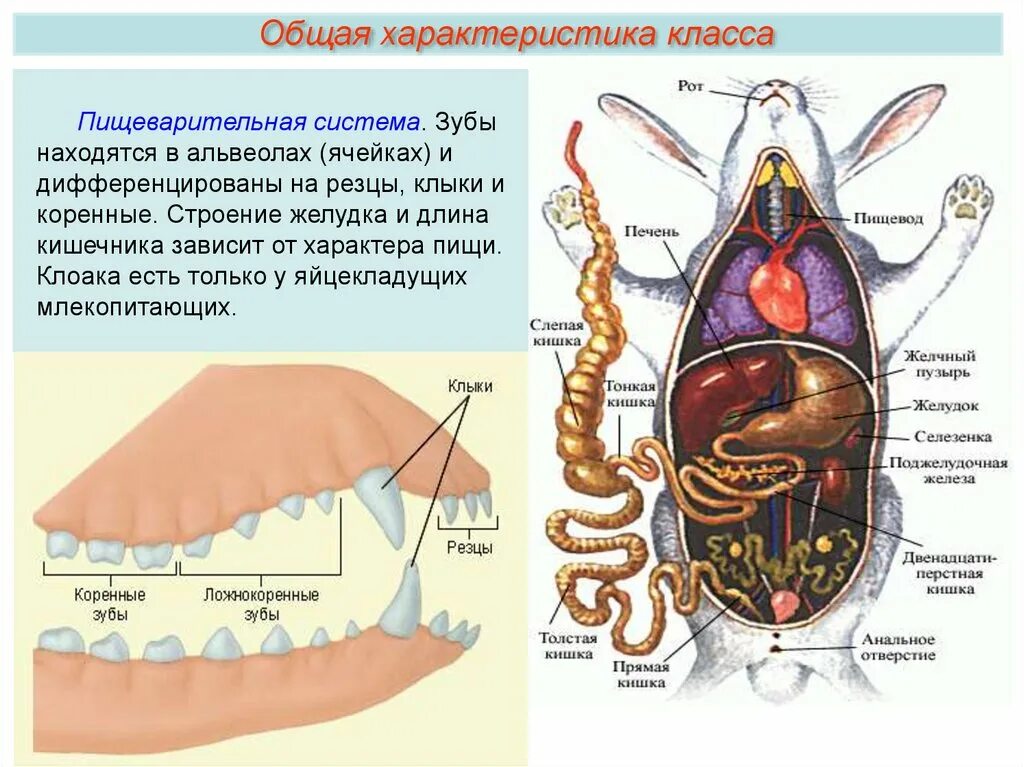 Внутреннее строение млекопитающих презентация. Класс млекопитающие. Внешнеестраение млекопитающих. Классификация млекопитающих. Класс млекопитающие общая характеристика.