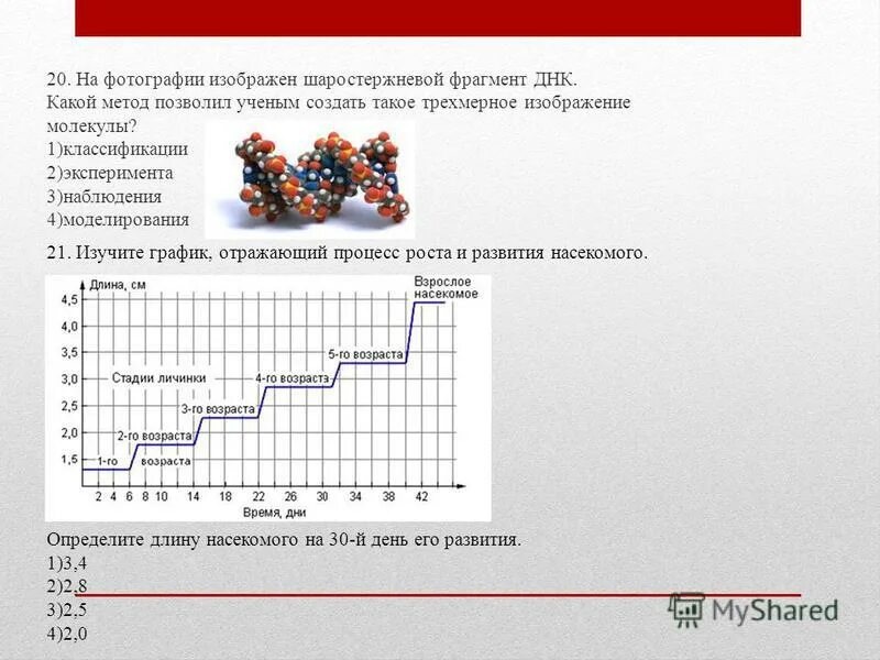 Изучите график отражающий процесс роста и развития насекомого.