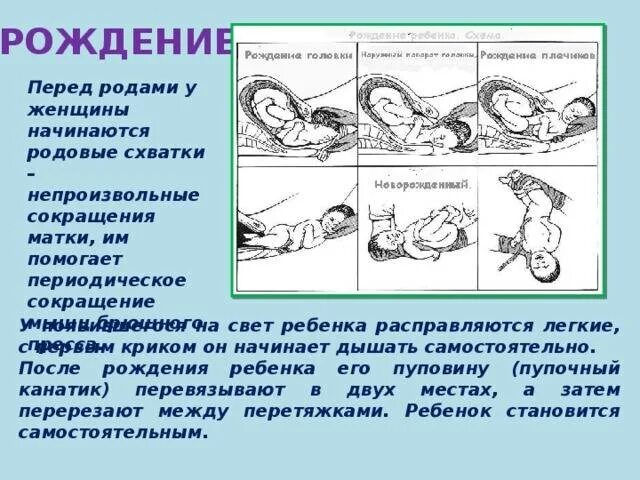 Почему во время схваток. Лёгкие схватки перед родами. Период предвестников родов. Поведение ребенка перед родами. Расположение ребенка перед родами.