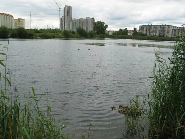 Озеро долгое площадь. Озеро долгое Санкт-Петербург. Парк озеро долгое Приморский район. Озеро долгое Химки. Озеро долгое Кировский район.