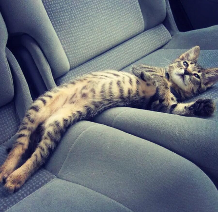 Скорее там. Котенок спит в машине. Жирный кот в машине. Коты едут. Котик в дороге.