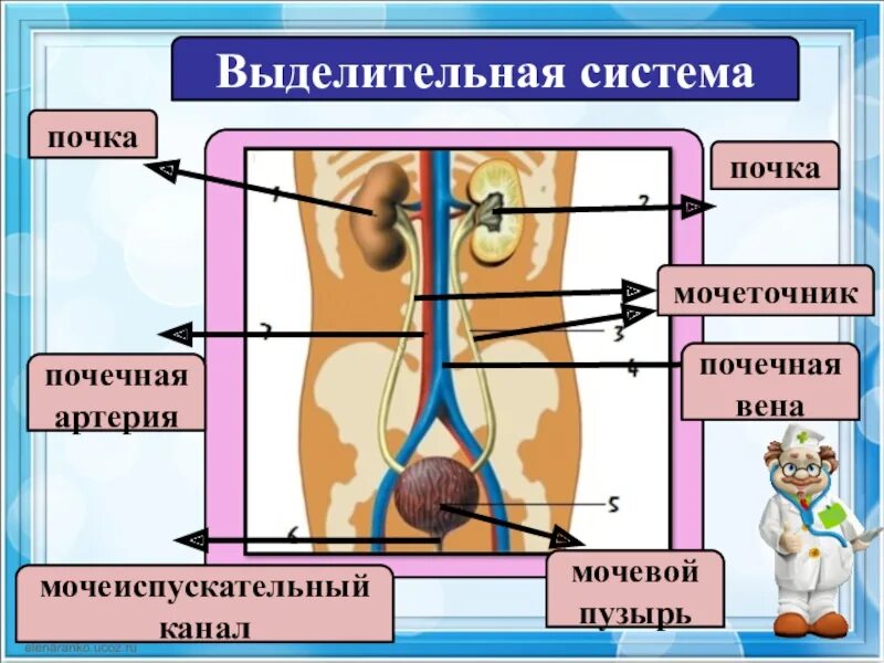 Строение выделительной системы. Функции выделительной системы. Выделительная система схема. Выделительная человека.