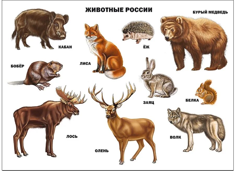 Какие дикие животные обитают в твоем регионе. Диких животных для детей. Дикие животные картинки. Животные которые обитают в России. Плакат. Животные России.
