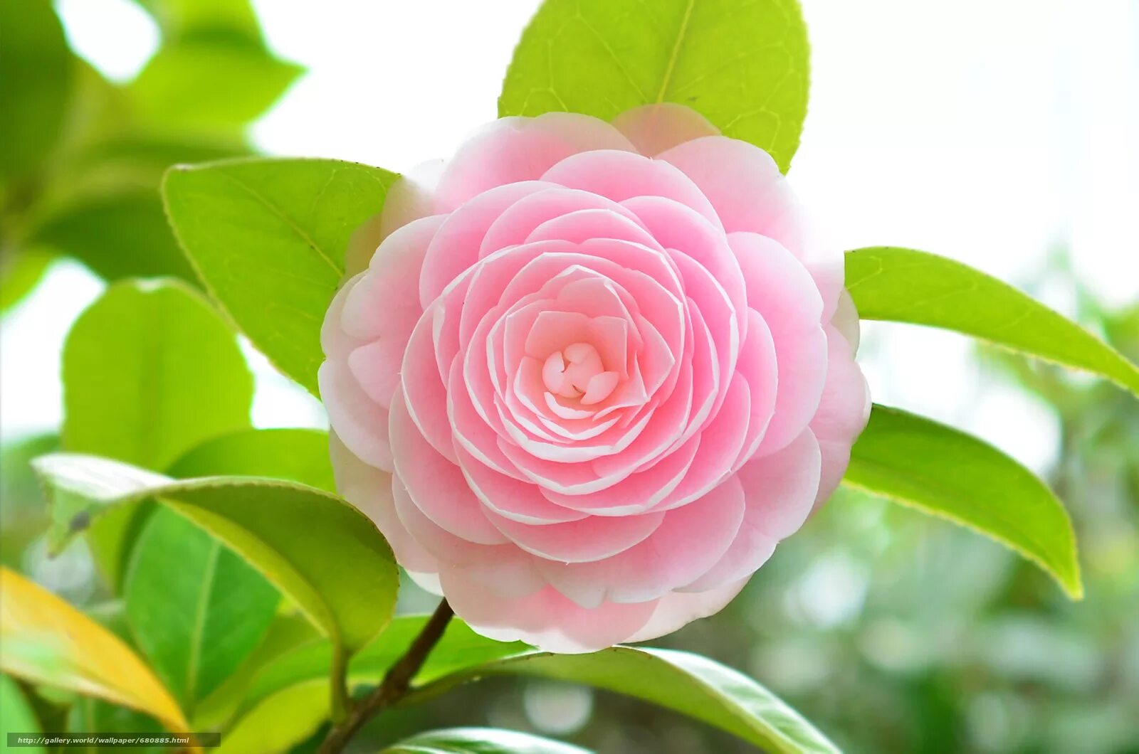 Гузмания комнатная. Японская камелия цубаки. Цветок долголетия. Амарант дредлокс. Цветок пагоды тибетский.