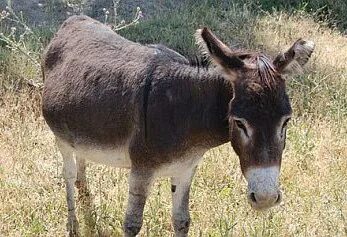 Әйелдің оргазмы бар