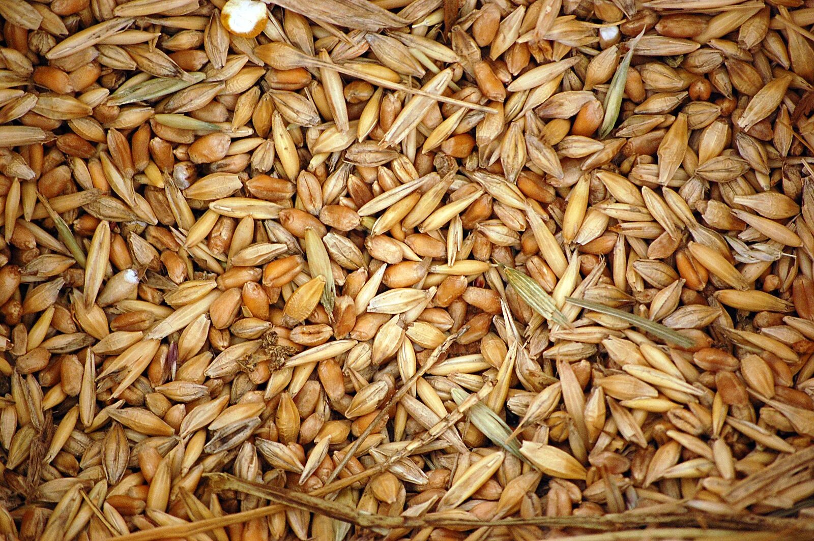 Пшеница розницу купить. Зерносмесь ячмень пшеница. Пшеница ячмень ,Вика зерносмесь. Зерносмесь (пшеница+ячмень+кукуруза зерно+семечки). Зерноотходы кукурузы 1 сорт.