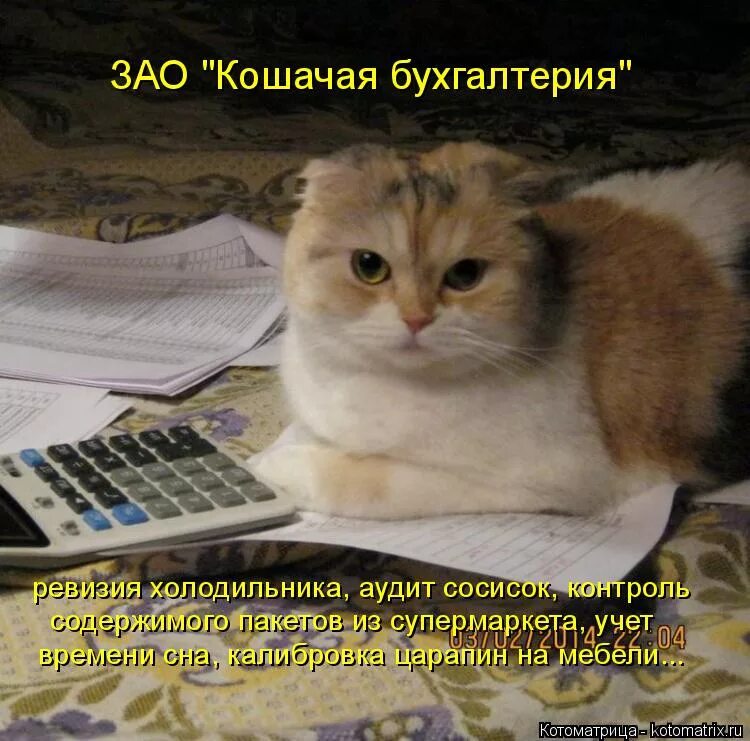 Бухгалтерский кот. Коты бухгалтера. Бухгалтерия приколы. Бухгалтер смешные картинки.