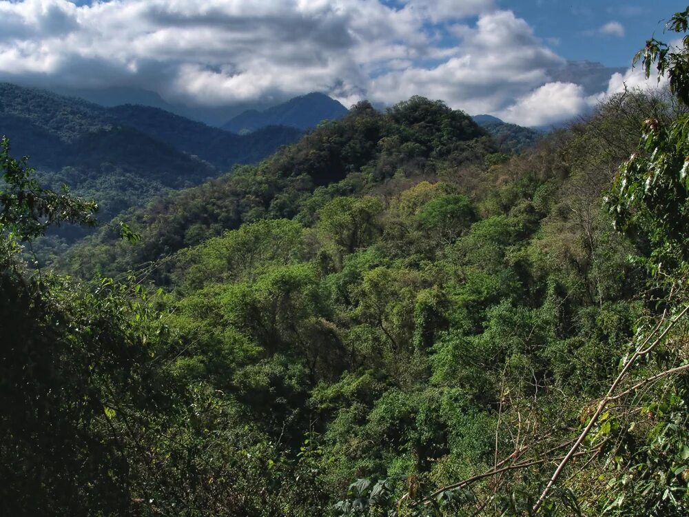 Тропические леса амазонии. Сельва бразилии. Влажный экваториальный лес африки. Сельва дарьен. Амазонка река джунгли.