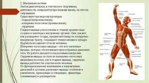 Анатомо морфологические