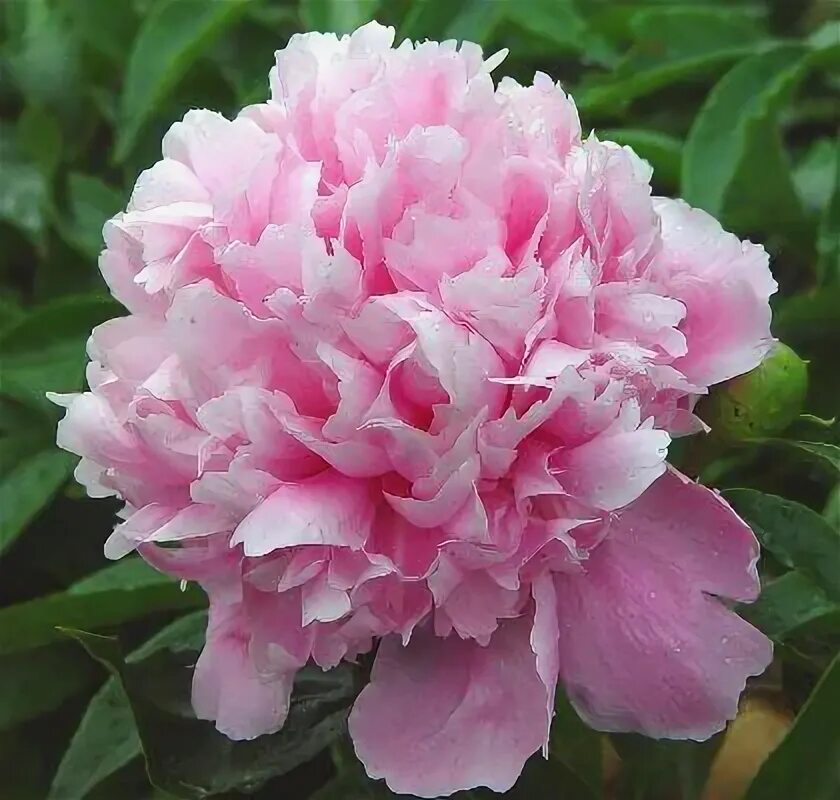 Пион Koningin Wilhelmina (Королева Вильгельмина)
