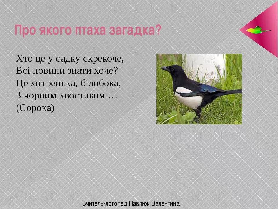 На пяти проводах отдыхает стая птах загадка. Предложение про сороку. Загадки о птах. 3 Загадки про птахiв. Птах российских загадка.