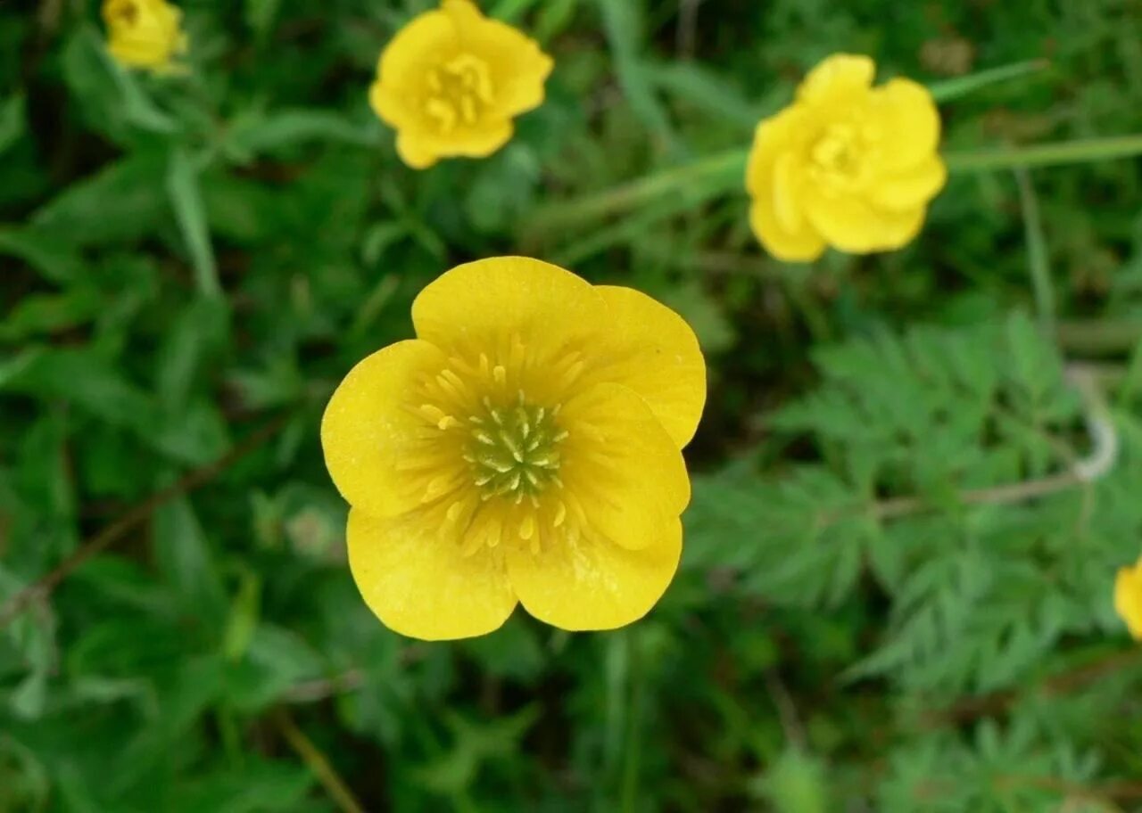 Лютик сканворд 6. Лютик болотный желтый. buttercup лютик. лютик луковичный. лютик едкий куриная слепота.