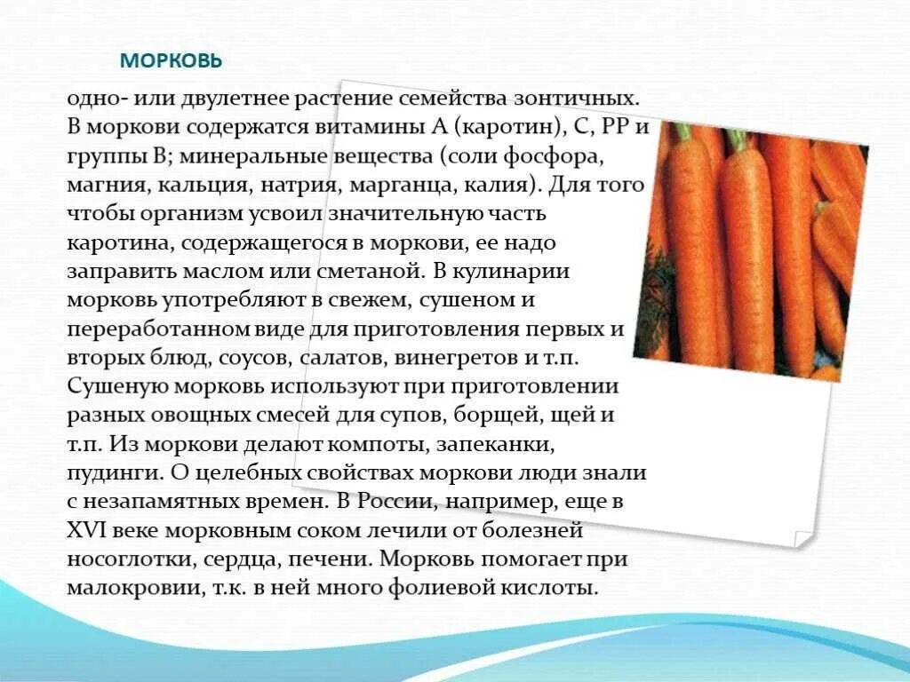 Сколько лет морковь про. Сообщение о моркови 4 класс. Доклад про морковь. Рассказать о морковке. Доклад о морковке.