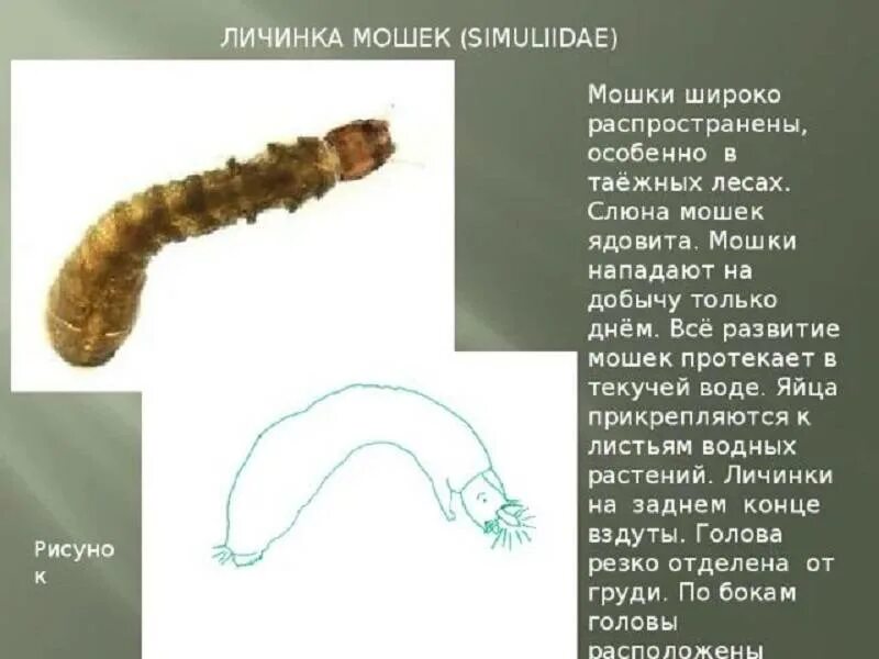 Представляют ли опасность для человека личинки таежного. Цикл развития мошки. Личинка мошки строение. Стадии развития мошки. Мошки этапы развития.