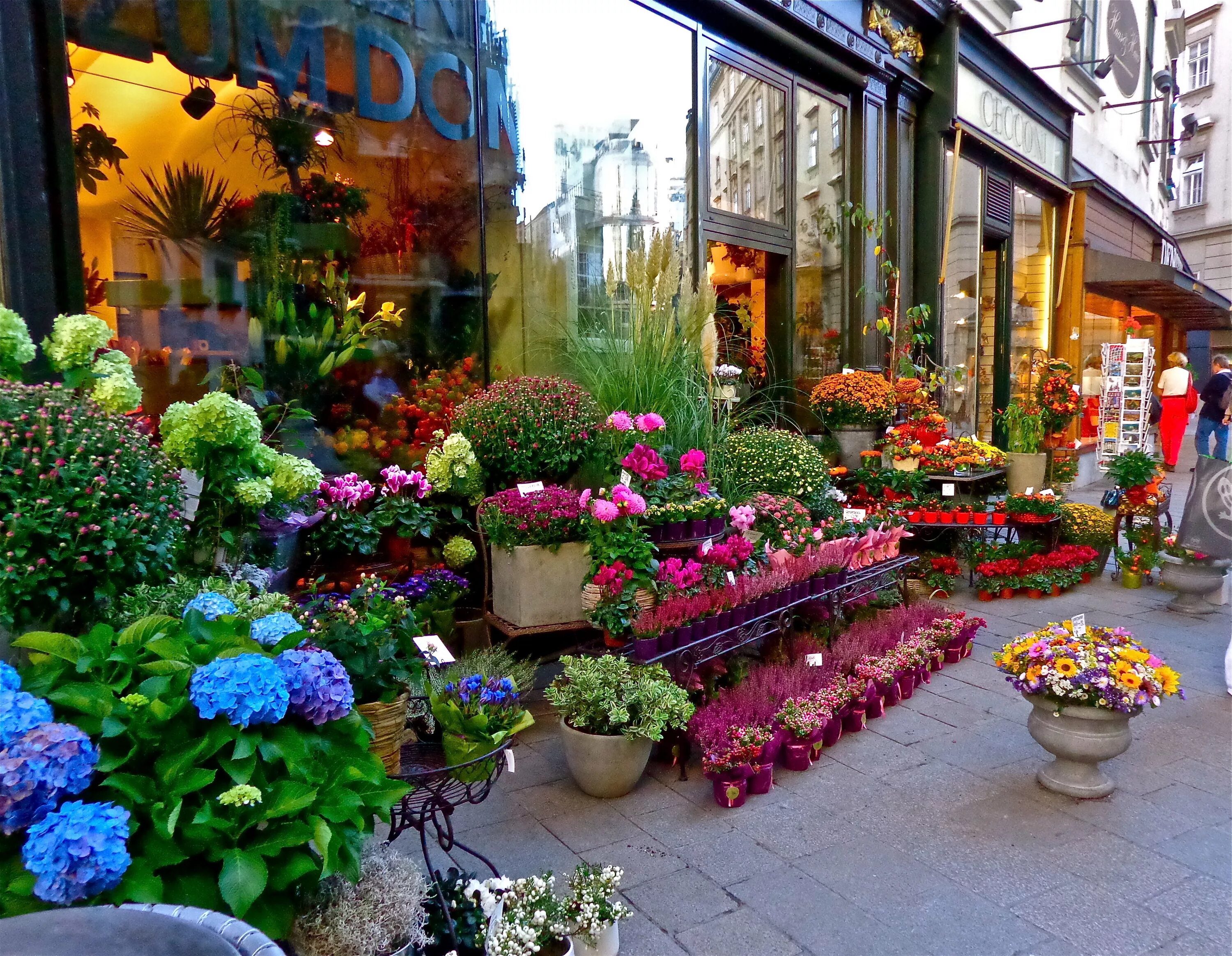 Street of flowers. Цветочный магазин. Красивый цветочный магазин. Интерьер цветочного магазина. Цветочный магазин в Америке.