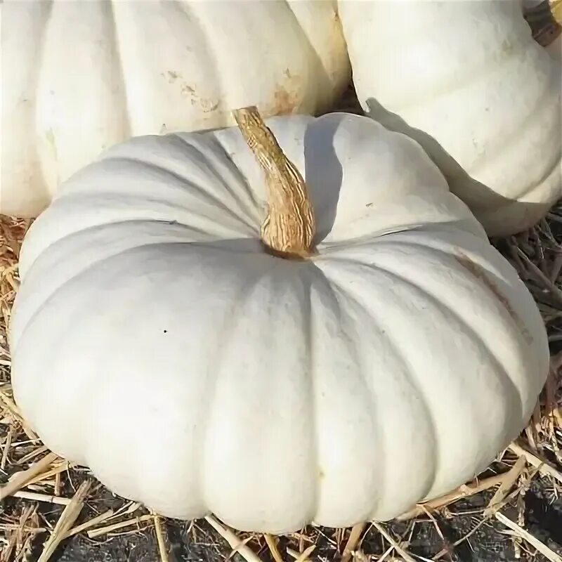 Белая тыква сорт фото : pumpkin seeds for planting