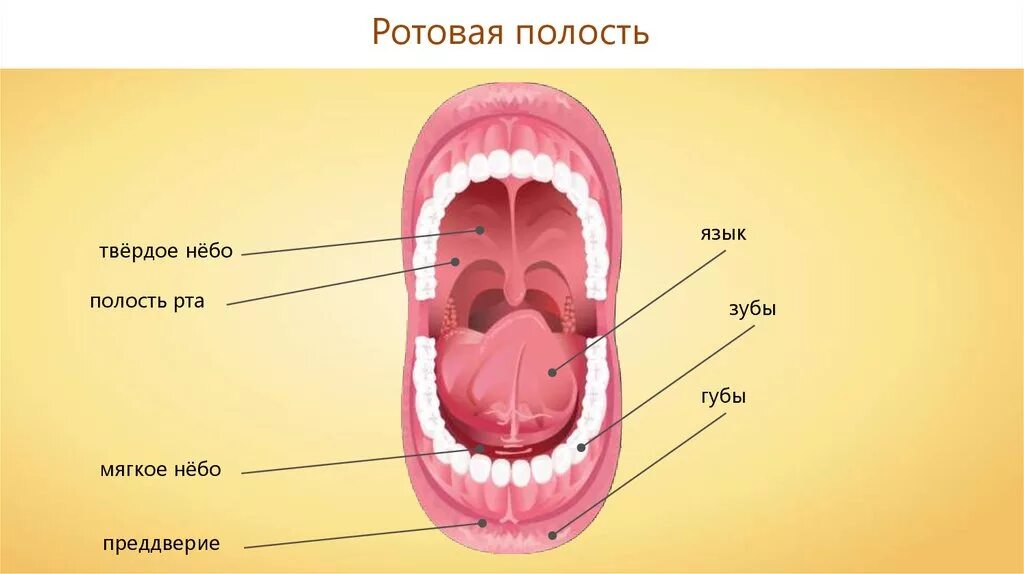 Что есть в полости рта. Строение ротовой полости. Строение ротовой полост.