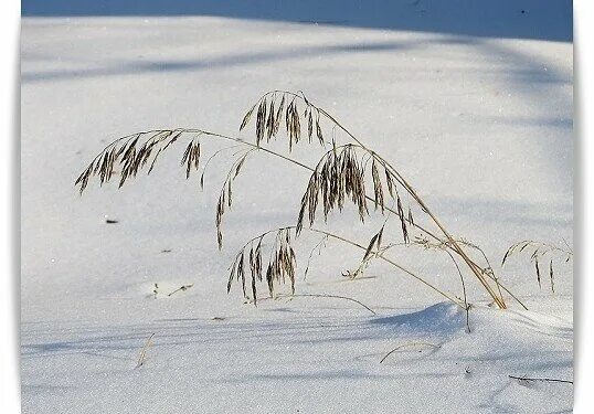 Идешь зимой по полю тишина. Сухая трава в снегу. Сухая трава зимой. Высохшие травы зимой. Ковыль под снегом.