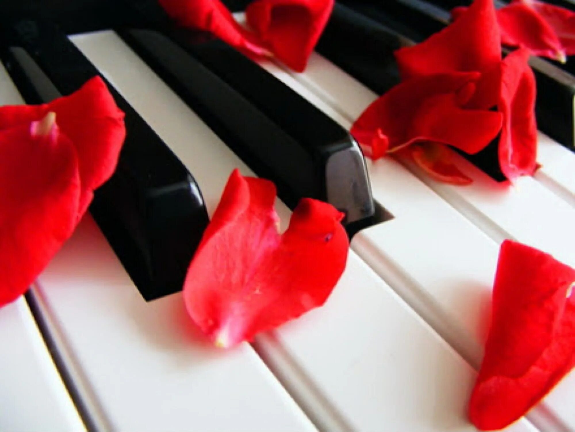 Пианино с цветами. Лепестки роз на клавишах. Фортепиано. Фортепиано и цветы. Красная музыка без слов