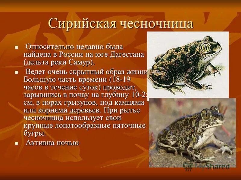 Рептилии красной книги. Земноводные занесенные в красную книгу. Земноводные занесенные в красную книгу рб. Амфибии красной книги. Земноводные красной книги.