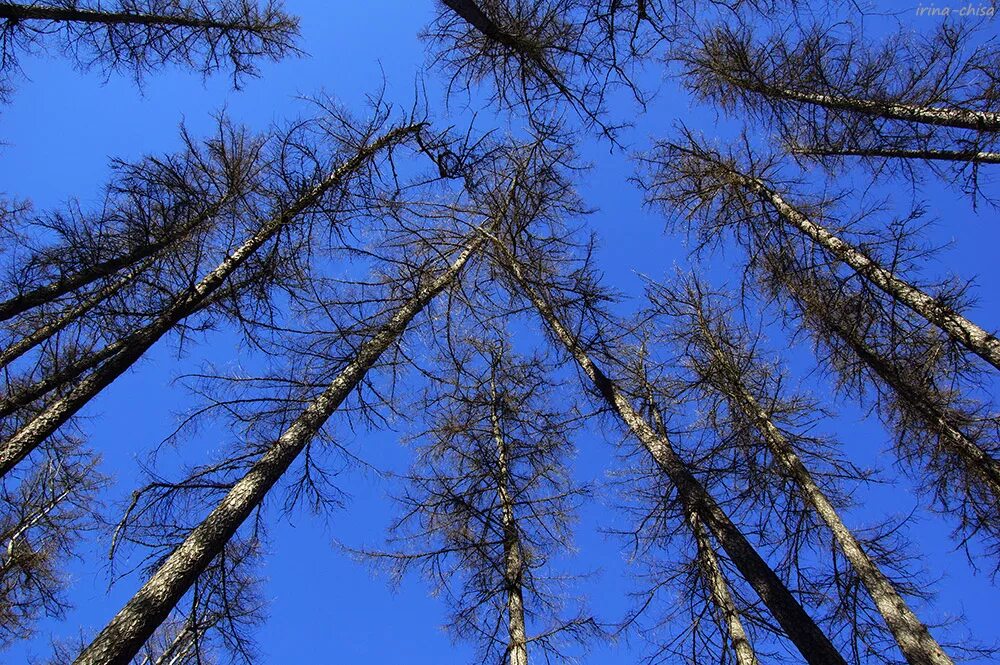 лиственница европейская зимой. даурская лиственница магадан зима. лиственница европейская зимой. лиственница сибирская зимой. лиственница сибирская зимой.