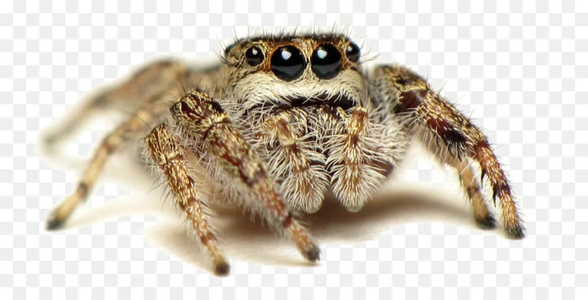 Лукас спайдер. Little spider. Паук рисунок. Spider thanks. Паук птицеед атакует.