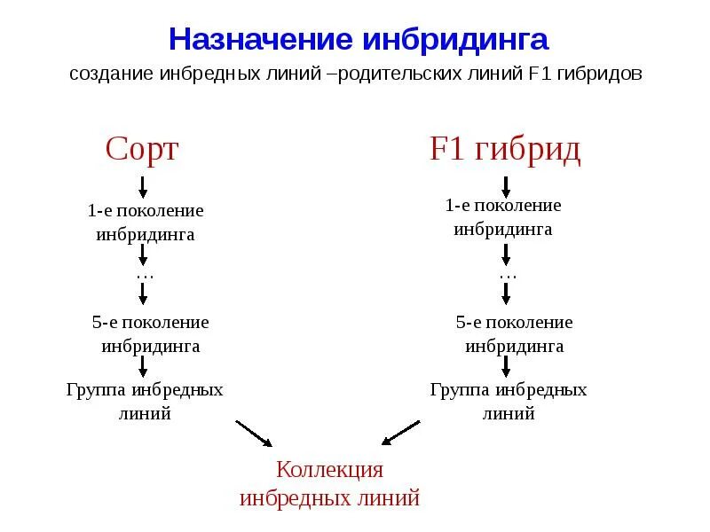 Получение чистых линий инбридингом